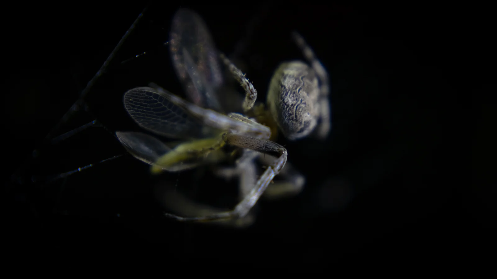 5b